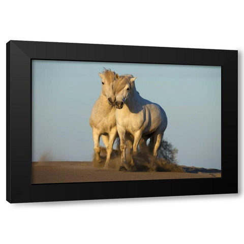 France, Provence Two white Camargue horses Black Modern Wood Framed Art Print by Zuckerman, Jim