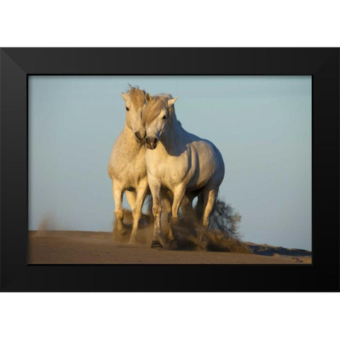 France, Provence Two white Camargue horses Black Modern Wood Framed Art Print by Zuckerman, Jim
