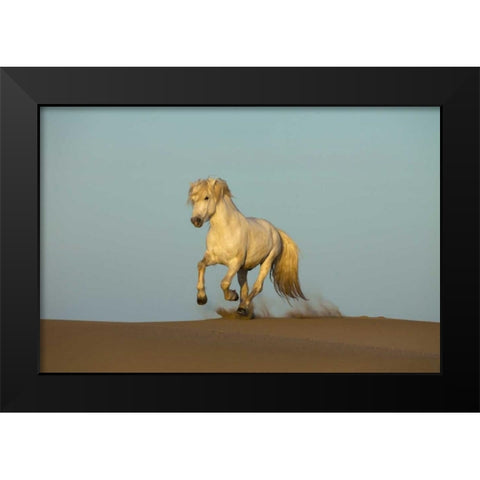 France, Provence Camargue horse running in sand Black Modern Wood Framed Art Print by Zuckerman, Jim