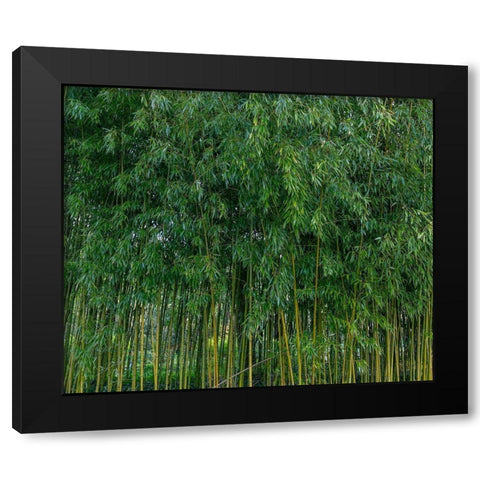 France-Giverny Bamboo forest in Monets Garden Black Modern Wood Framed Art Print with Double Matting by Jaynes Gallery