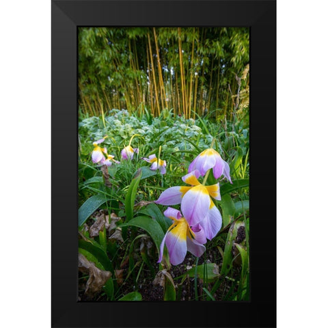 France-Giverny Spring flowers and bamboo forest in Monets Garden Black Modern Wood Framed Art Print by Jaynes Gallery