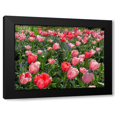 France-Giverny Pink and red backlit tulips in Monets Garden Black Modern Wood Framed Art Print with Double Matting by Jaynes Gallery