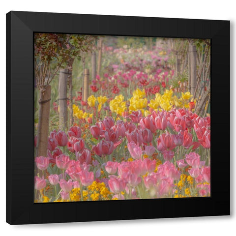 France-Giverny Tulips in Monets Garden Black Modern Wood Framed Art Print by Jaynes Gallery