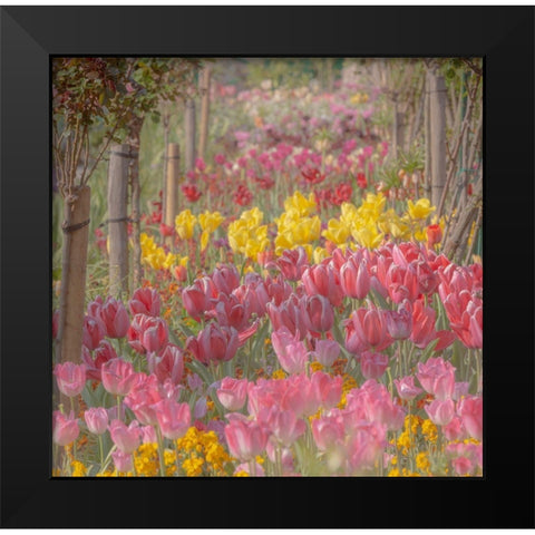 France-Giverny Tulips in Monets Garden Black Modern Wood Framed Art Print by Jaynes Gallery