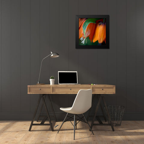 France-Giverny Close-up of orange flowers in Monets Garden Black Modern Wood Framed Art Print by Jaynes Gallery