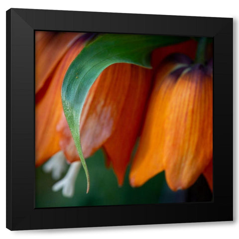 France-Giverny Close-up of orange flowers in Monets Garden Black Modern Wood Framed Art Print with Double Matting by Jaynes Gallery