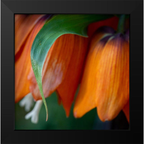France-Giverny Close-up of orange flowers in Monets Garden Black Modern Wood Framed Art Print by Jaynes Gallery
