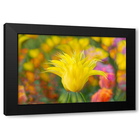 France-Giverny Impression of flowers in Monets Garden Black Modern Wood Framed Art Print with Double Matting by Jaynes Gallery