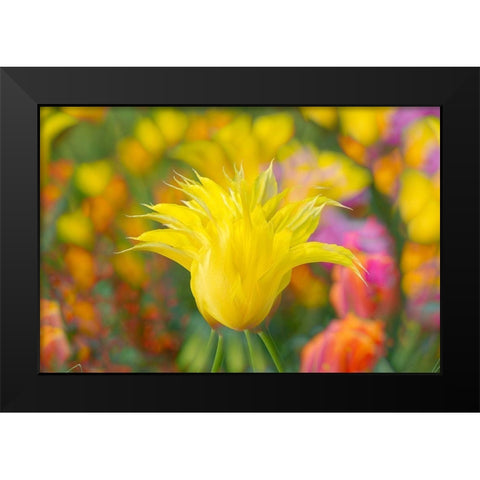 France-Giverny Impression of flowers in Monets Garden Black Modern Wood Framed Art Print by Jaynes Gallery