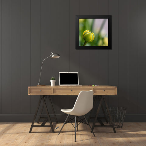 France-Giverny Close-up of a yellow tulip bud in Monets Garden Black Modern Wood Framed Art Print by Jaynes Gallery