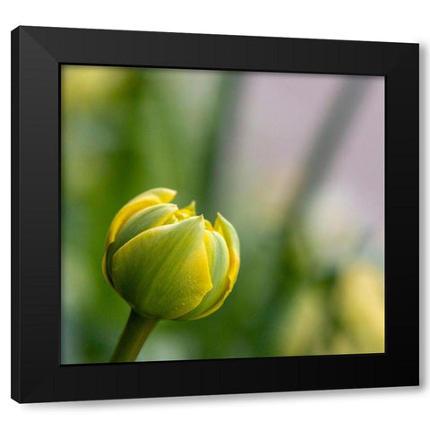 France-Giverny Close-up of a yellow tulip bud in Monets Garden Black Modern Wood Framed Art Print with Double Matting by Jaynes Gallery