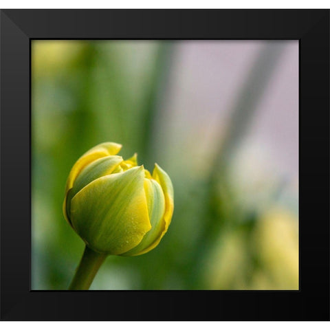 France-Giverny Close-up of a yellow tulip bud in Monets Garden Black Modern Wood Framed Art Print by Jaynes Gallery