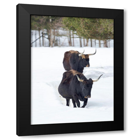 Heck Cattle an attempt to breed back the extinct Aurochs from domestic cattle Germany-Bavaria Black Modern Wood Framed Art Print with Double Matting by Zwick, Martin