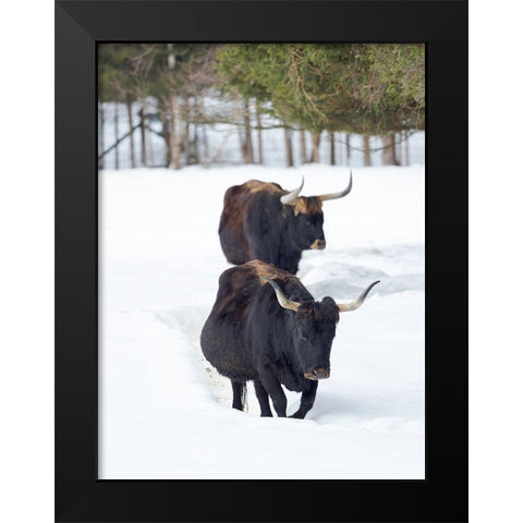 Heck Cattle an attempt to breed back the extinct Aurochs from domestic cattle Germany-Bavaria Black Modern Wood Framed Art Print by Zwick, Martin