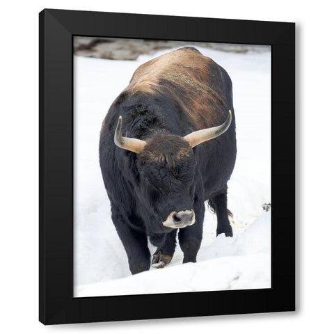 Heck Cattle -an attempt to breed back the extinct Aurochs from domestic cattle Germany-Bavaria Black Modern Wood Framed Art Print by Zwick, Martin