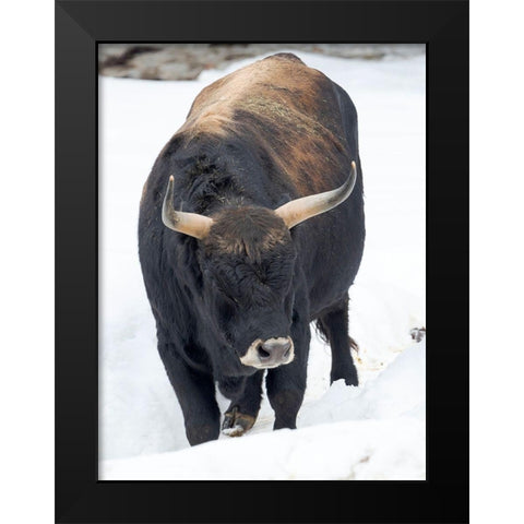 Heck Cattle -an attempt to breed back the extinct Aurochs from domestic cattle Germany-Bavaria Black Modern Wood Framed Art Print by Zwick, Martin