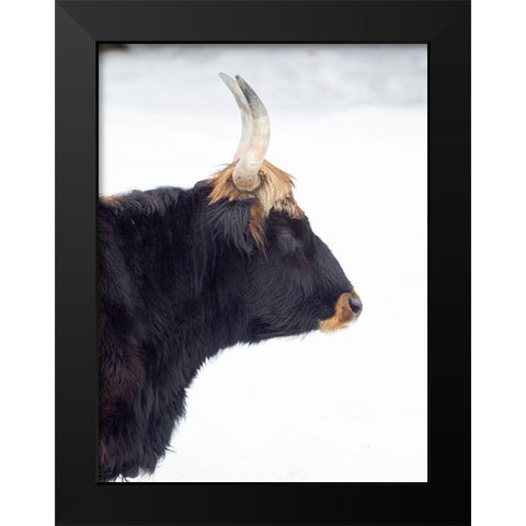 Heck Cattle -an attempt to breed back the extinct Aurochs from domestic cattle Germany-Bavaria Black Modern Wood Framed Art Print by Zwick, Martin