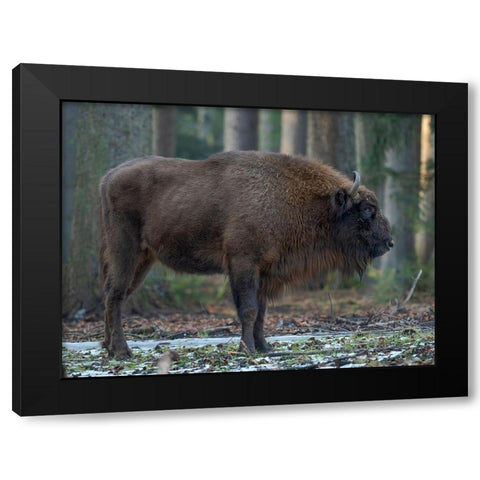 Wisent or European bison during winter Bavarian Forest National Park Germany-Bavaria Black Modern Wood Framed Art Print with Double Matting by Zwick, Martin