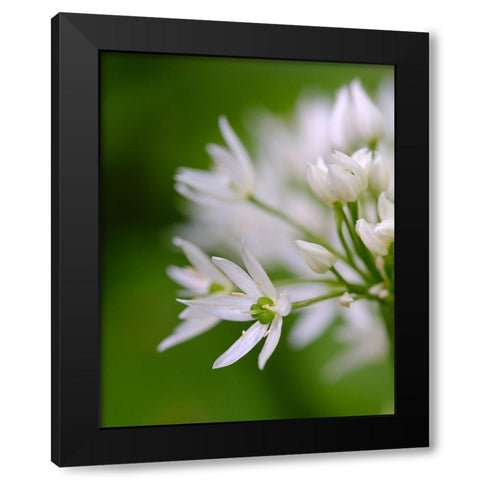 Wild garlic. Germany Black Modern Wood Framed Art Print with Double Matting by Zwick, Martin
