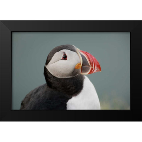 Iceland, Ingolfshofdi Profile of Atlantic puffin Black Modern Wood Framed Art Print by Morris, Arthur