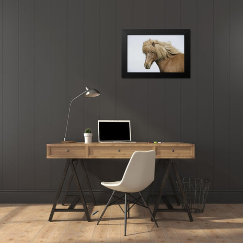 Iceland Portrait of an Icelandic horse Black Modern Wood Framed Art Print by Morris, Arthur
