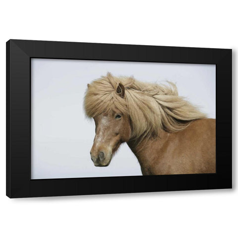 Iceland Portrait of an Icelandic horse Black Modern Wood Framed Art Print with Double Matting by Morris, Arthur