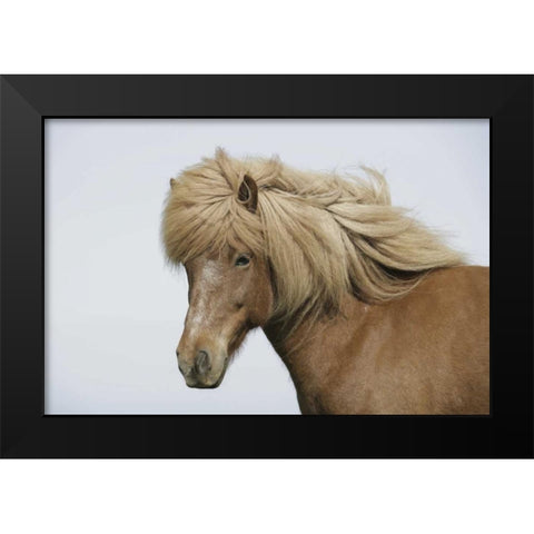 Iceland Portrait of an Icelandic horse Black Modern Wood Framed Art Print by Morris, Arthur