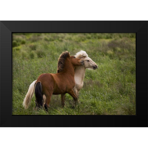Iceland Icelandic horses getting feisty Black Modern Wood Framed Art Print by Grall, Don