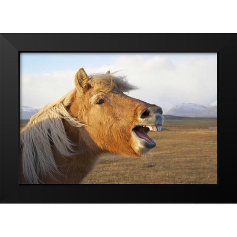 Iceland, Hofn Icelandic horse seems to laugh Black Modern Wood Framed Art Print by Anon, Josh