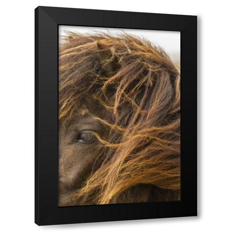 Europe, Iceland Icelandic horses head Black Modern Wood Framed Art Print with Double Matting by Illg, Cathy and Gordon