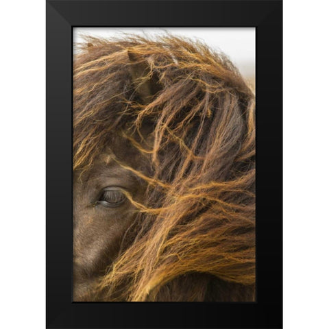 Europe, Iceland Icelandic horses head Black Modern Wood Framed Art Print by Illg, Cathy and Gordon