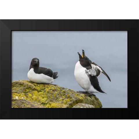 Iceland, Latrabjarg Male Razorbill in courtship Black Modern Wood Framed Art Print by Illg, Cathy and Gordon