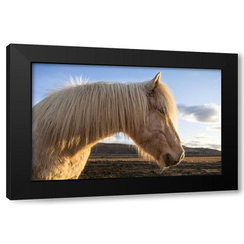 Iceland Portrait of Icelandic horse Black Modern Wood Framed Art Print by Young, Bill