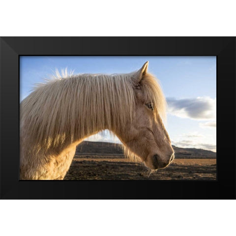 Iceland Portrait of Icelandic horse Black Modern Wood Framed Art Print by Young, Bill