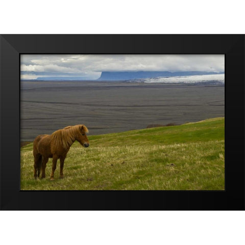 Iceland, Skaftafell NP Icelandic horse Black Modern Wood Framed Art Print by Illg, Cathy and Gordon