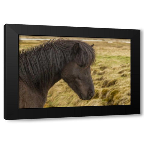 Iceland Profile of Icelandic horse Black Modern Wood Framed Art Print by Illg, Cathy and Gordon
