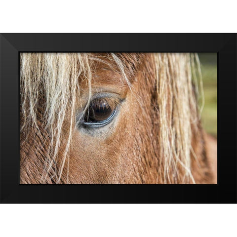 Iceland Of eye and head of Icelandic horse Black Modern Wood Framed Art Print by Kirkland, Dennis