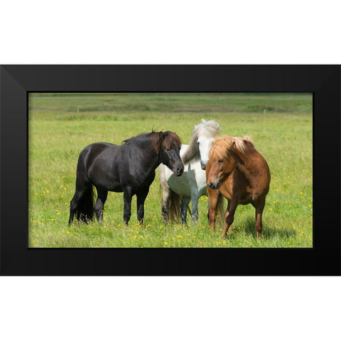 Horses on the ranch-south Iceland Black Modern Wood Framed Art Print by Su, Keren
