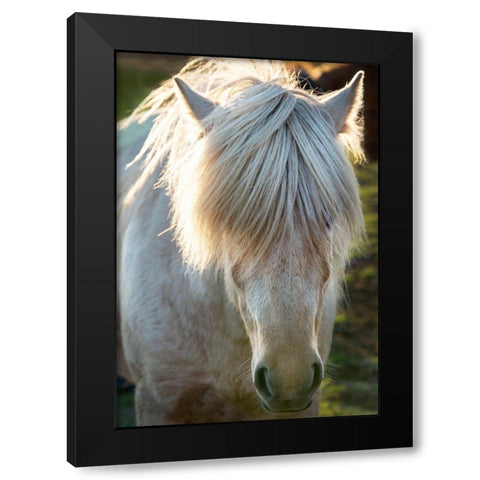 A shaggy horse in southern Iceland Black Modern Wood Framed Art Print with Double Matting by Steve Mohlenkamp
