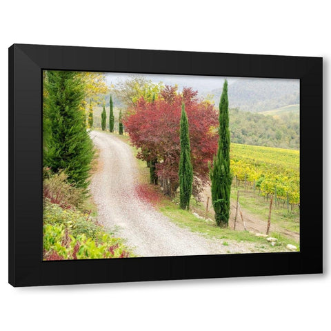 Italy-Chianti Gravel road winding through a vineyard in autumn in the Chianti region of Tuscany Black Modern Wood Framed Art Print with Double Matting by Eggers, Julie