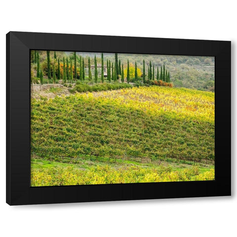 Italy-Chianti Vineyard in autumn in the Chianti region of Tuscany Black Modern Wood Framed Art Print with Double Matting by Eggers, Julie