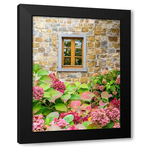 Italy-Chianti Hydrangea bush against a stone building in a vineyard Black Modern Wood Framed Art Print with Double Matting by Eggers, Julie