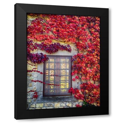Italy-Chianti Colorful ivy surrounding the window of a stone Tuscan home in the autumn Black Modern Wood Framed Art Print with Double Matting by Eggers, Julie