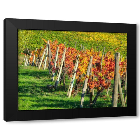 Italy-Chianti Vineyard in autumn in the Chianti region of Tuscany Black Modern Wood Framed Art Print with Double Matting by Eggers, Julie