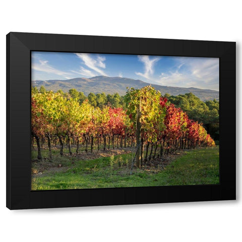 Italy-Chianti Vineyard in autumn in the Chianti region of Tuscany Black Modern Wood Framed Art Print with Double Matting by Eggers, Julie