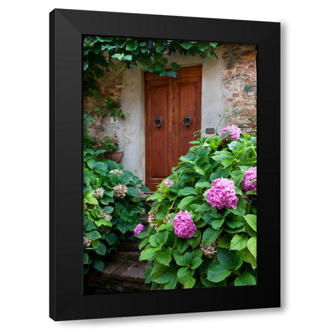 Italy-Tuscany-Pienza Hydrangeas at the entrance of a home in the streets of Pienza Black Modern Wood Framed Art Print with Double Matting by Eggers, Julie