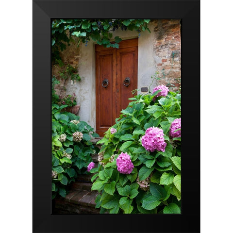 Italy-Tuscany-Pienza Hydrangeas at the entrance of a home in the streets of Pienza Black Modern Wood Framed Art Print by Eggers, Julie