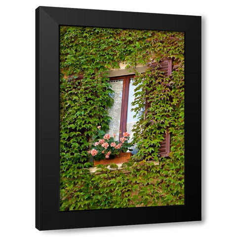 Italy-Tuscany-Montepulciano Window surrounded by ivy with pot of geraniums in hill town Black Modern Wood Framed Art Print with Double Matting by Eggers, Julie
