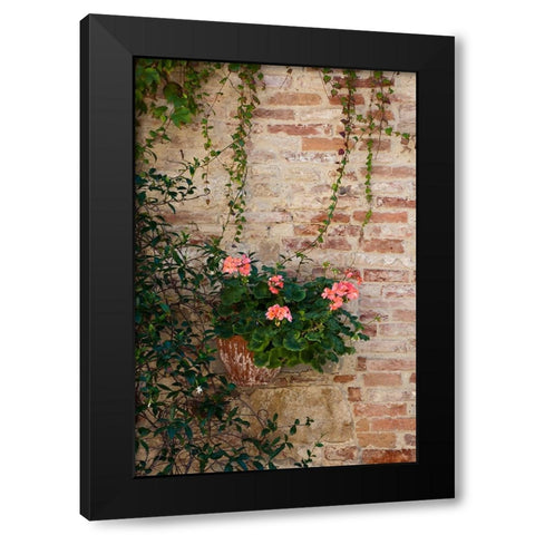 Italy-Tuscany-Montepulciano Geranium growing in a pot against an old brick building Black Modern Wood Framed Art Print by Eggers, Julie