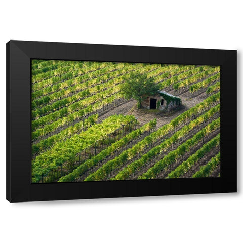 Italy-Tuscany Vineyard with grapes on the vine and small shed in the field Black Modern Wood Framed Art Print with Double Matting by Eggers, Julie